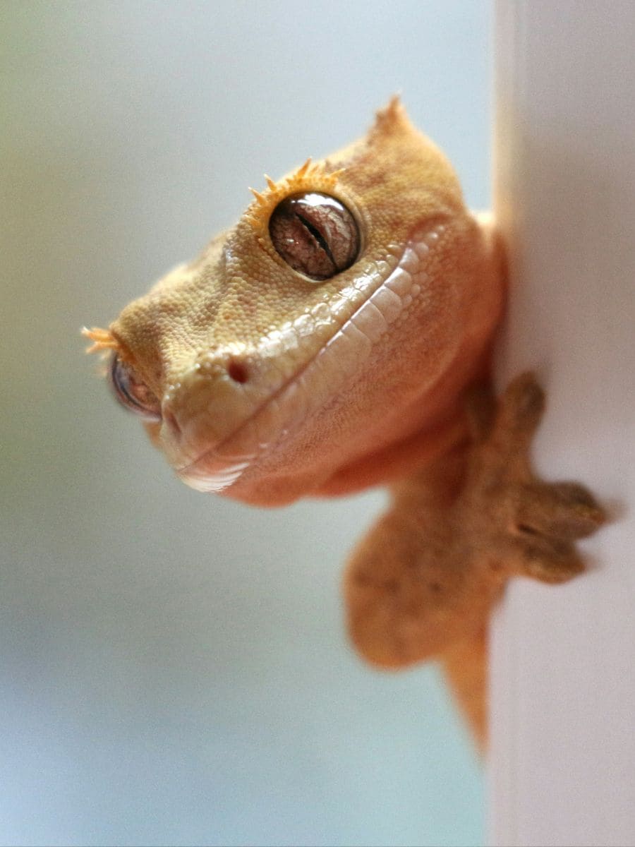 ERLY REPTILES
